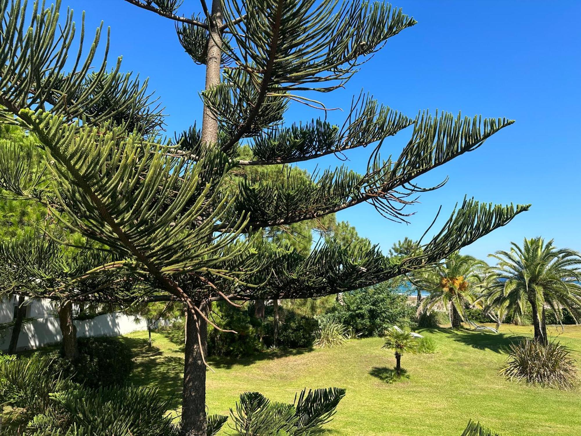 Résidence Les Chênes Borgo (Corsica)